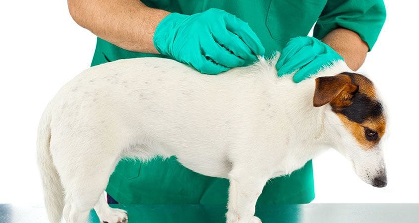 Get Rid Of Fleas And Ticks In Your Dogs