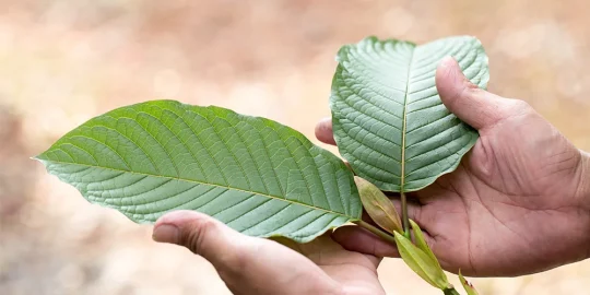 How to Identify and Purchase the Strongest Kratom Strains?