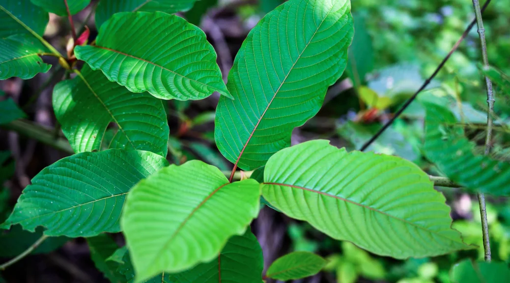 kratom harvesting