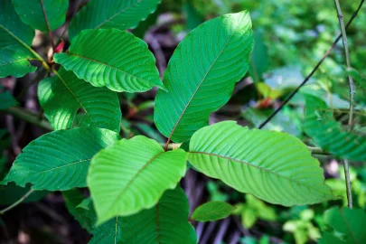 kratom harvesting